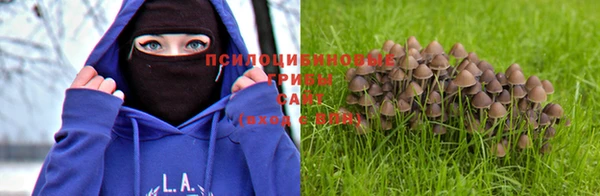таблы Новозыбков